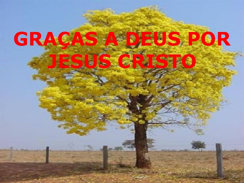 GRAÇAS A DEUS POR JESUS CRISTO 