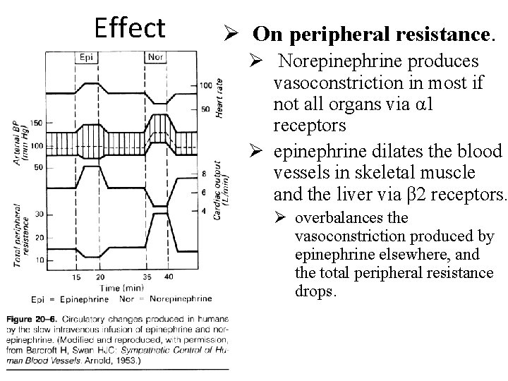 Effect Ø On peripheral resistance. Ø Norepinephrine produces vasoconstriction in most if not all