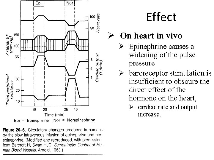 Effect Ø On heart in vivo Ø Epinephrine causes a widening of the pulse