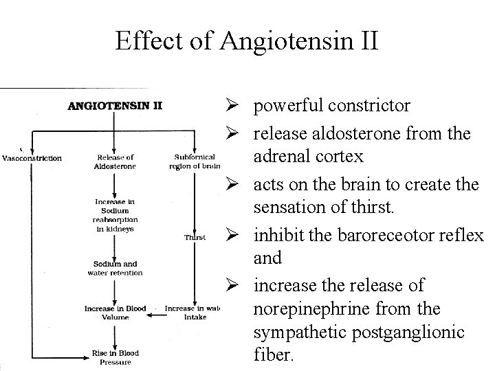 Effect of Angiotensin II Ø powerful constrictor Ø release aldosterone from the adrenal cortex