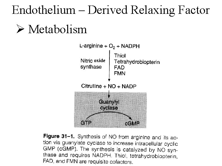 Endothelium – Derived Relaxing Factor Ø Metabolism 