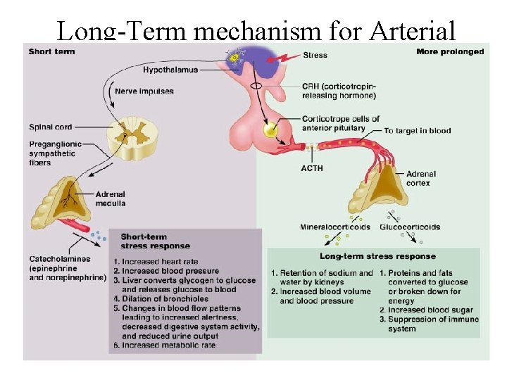 Long-Term mechanism for Arterial Pressure Regulation ØRenal –body Fluid Mechanism 