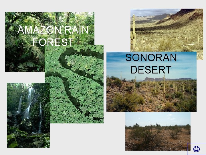 AMAZON RAIN FOREST SONORAN DESERT 