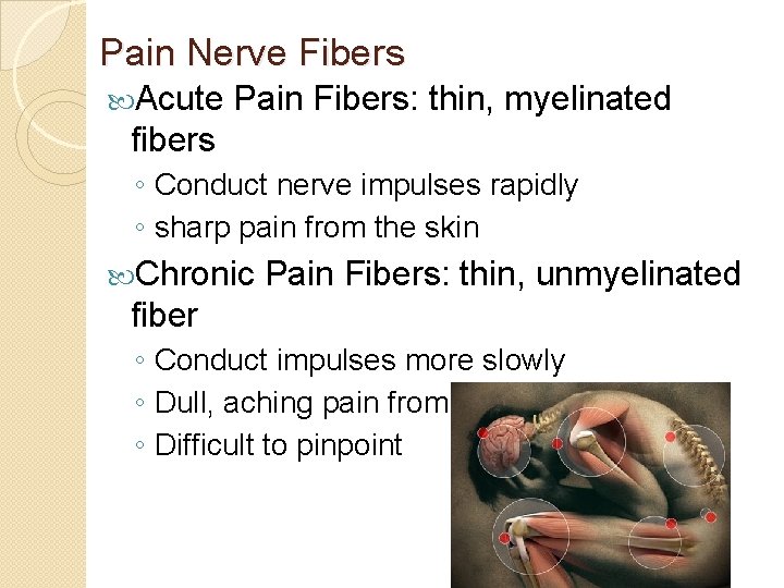 Pain Nerve Fibers Acute Pain Fibers: thin, myelinated fibers ◦ Conduct nerve impulses rapidly