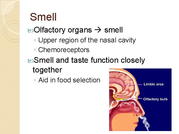 Smell Olfactory organs smell ◦ Upper region of the nasal cavity ◦ Chemoreceptors Smell