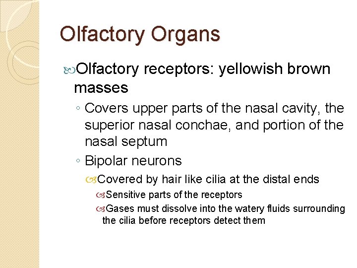 Olfactory Organs Olfactory receptors: yellowish brown masses ◦ Covers upper parts of the nasal