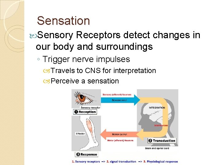 Sensation Sensory Receptors detect changes in our body and surroundings ◦ Trigger nerve impulses