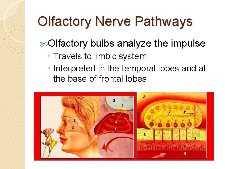 Olfactory Nerve Pathways Olfactory bulbs analyze the impulse ◦ Travels to limbic system ◦