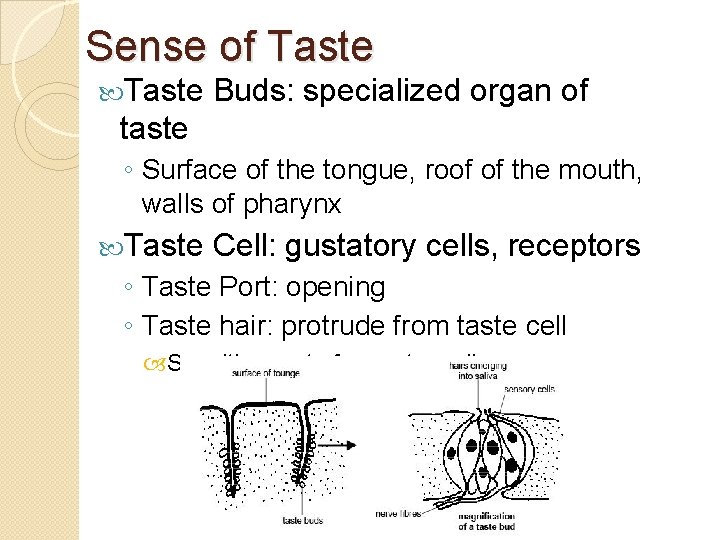 Sense of Taste Buds: specialized organ of taste ◦ Surface of the tongue, roof