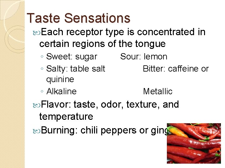 Taste Sensations Each receptor type is concentrated in certain regions of the tongue ◦