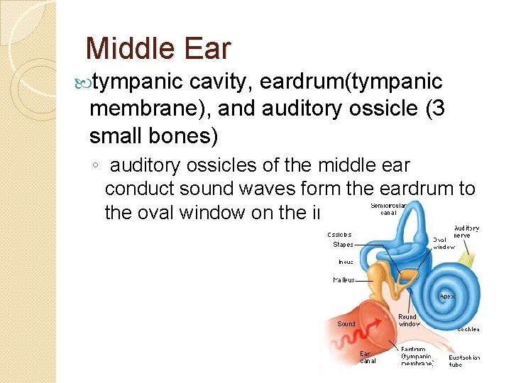 Middle Ear tympanic cavity, eardrum(tympanic membrane), and auditory ossicle (3 small bones) ◦ auditory