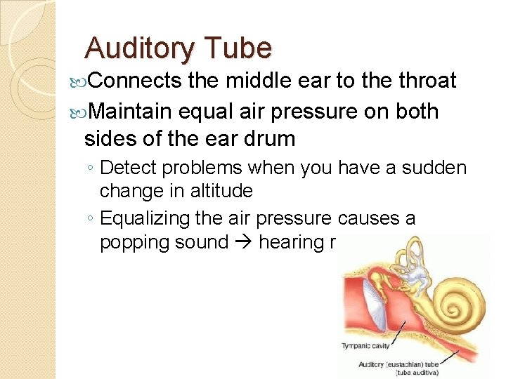 Auditory Tube Connects the middle ear to the throat Maintain equal air pressure on