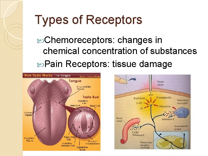 Types of Receptors Chemoreceptors: changes in chemical concentration of substances Pain Receptors: tissue damage