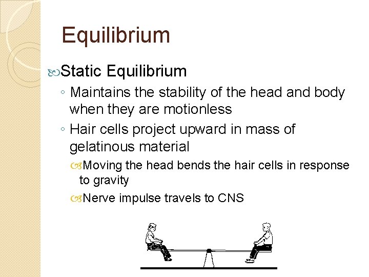 Equilibrium Static Equilibrium ◦ Maintains the stability of the head and body when they