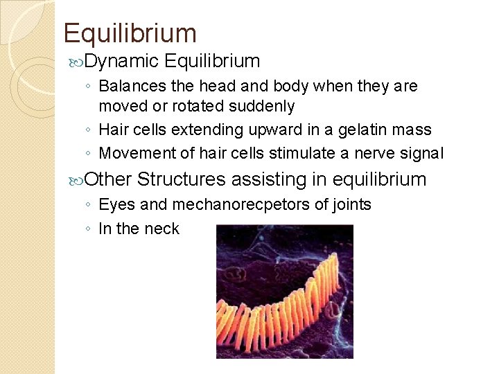 Equilibrium Dynamic Equilibrium ◦ Balances the head and body when they are moved or