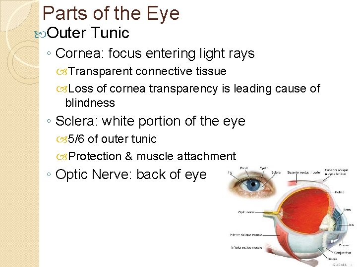 Parts of the Eye Outer Tunic ◦ Cornea: focus entering light rays Transparent connective