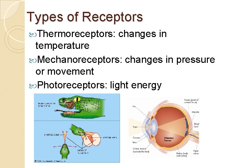 Types of Receptors Thermoreceptors: changes in temperature Mechanoreceptors: changes in pressure or movement Photoreceptors: