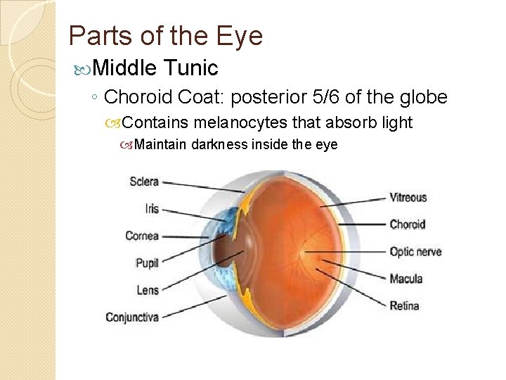 Parts of the Eye Middle Tunic ◦ Choroid Coat: posterior 5/6 of the globe