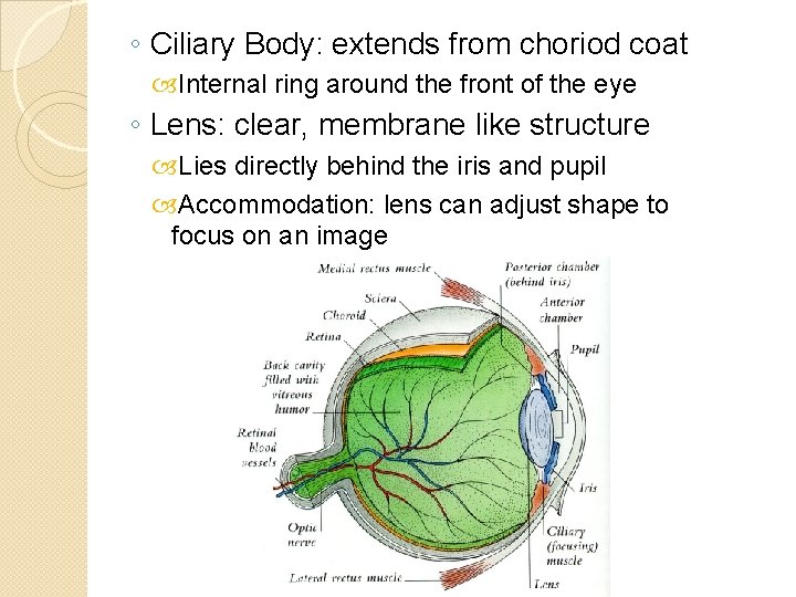 ◦ Ciliary Body: extends from choriod coat Internal ring around the front of the