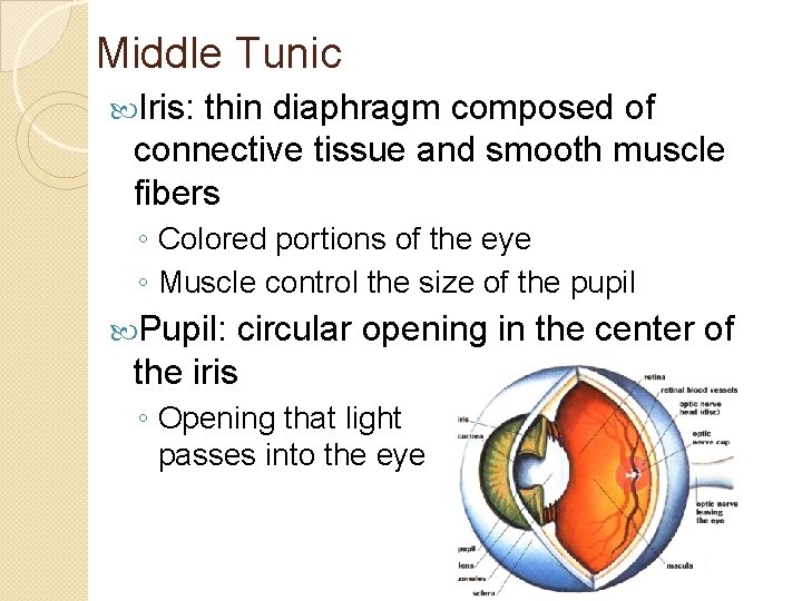 Middle Tunic Iris: thin diaphragm composed of connective tissue and smooth muscle fibers ◦