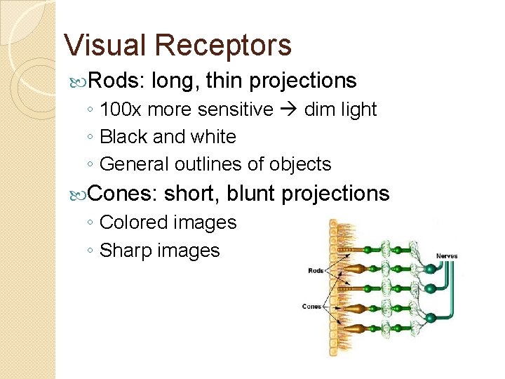 Visual Receptors Rods: long, thin projections ◦ 100 x more sensitive dim light ◦