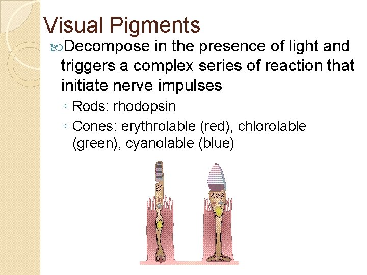 Visual Pigments Decompose in the presence of light and triggers a complex series of