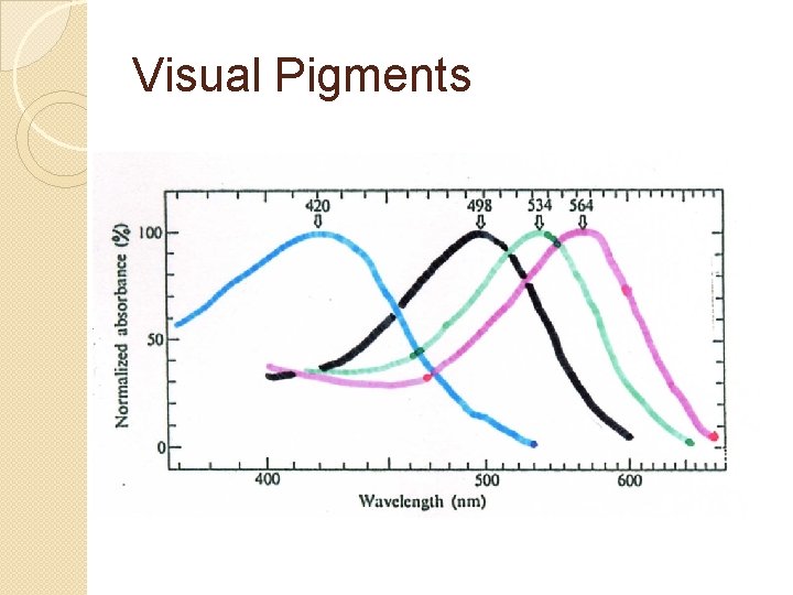 Visual Pigments 