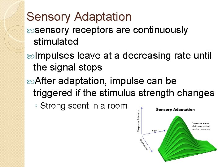 Sensory Adaptation sensory receptors are continuously stimulated Impulses leave at a decreasing rate until