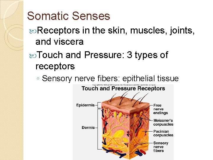 Somatic Senses Receptors in the skin, muscles, joints, and viscera Touch and Pressure: 3