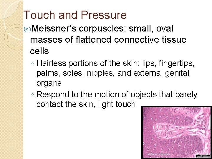 Touch and Pressure Meissner’s corpuscles: small, oval masses of flattened connective tissue cells ◦