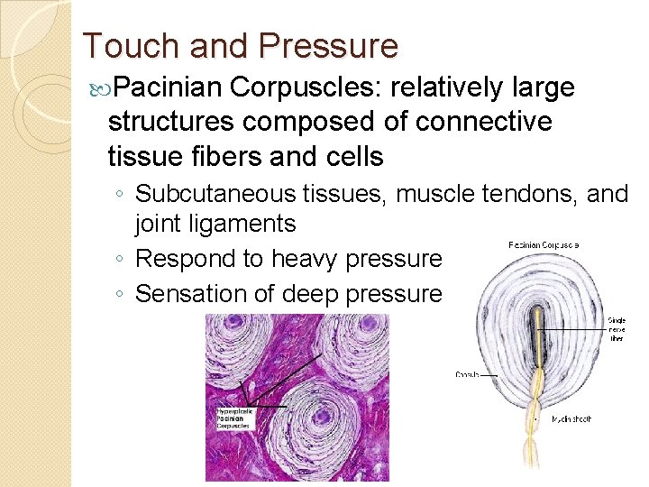 Touch and Pressure Pacinian Corpuscles: relatively large structures composed of connective tissue fibers and
