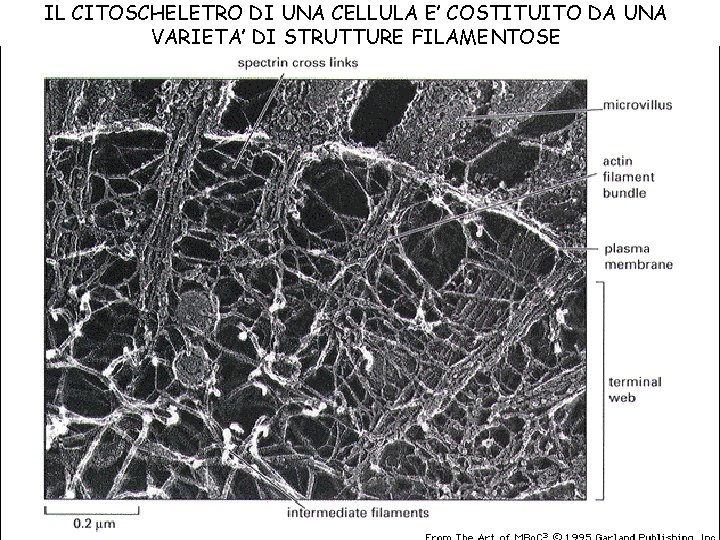 IL CITOSCHELETRO DI UNA CELLULA E’ COSTITUITO DA UNA VARIETA’ DI STRUTTURE FILAMENTOSE 