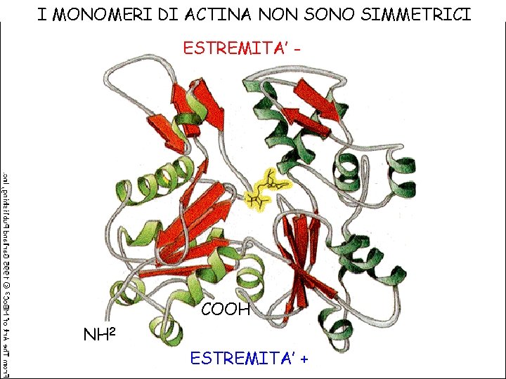 I MONOMERI DI ACTINA NON SONO SIMMETRICI ESTREMITA’ - COOH NH 2 ESTREMITA’ +