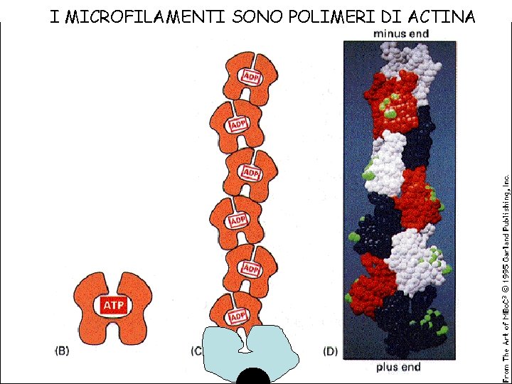 I MICROFILAMENTI SONO POLIMERI DI ACTINA 