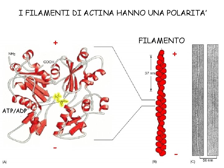 I FILAMENTI DI ACTINA HANNO UNA POLARITA’ + FILAMENTO + ATP/ADP - - 