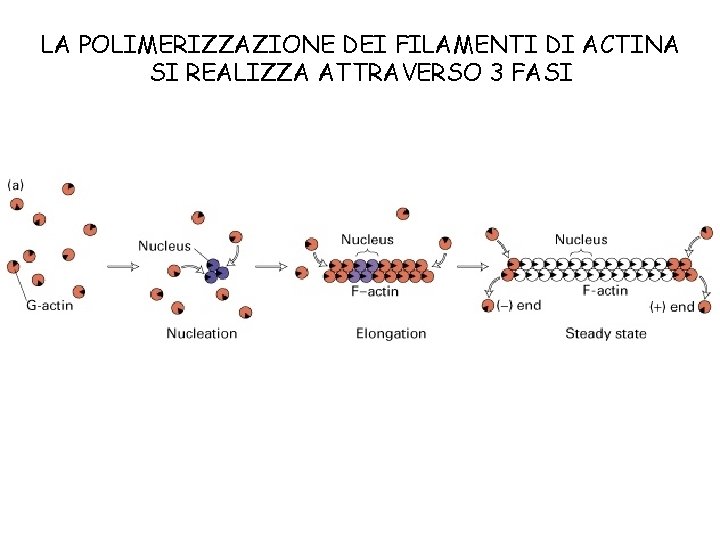 LA POLIMERIZZAZIONE DEI FILAMENTI DI ACTINA SI REALIZZA ATTRAVERSO 3 FASI 