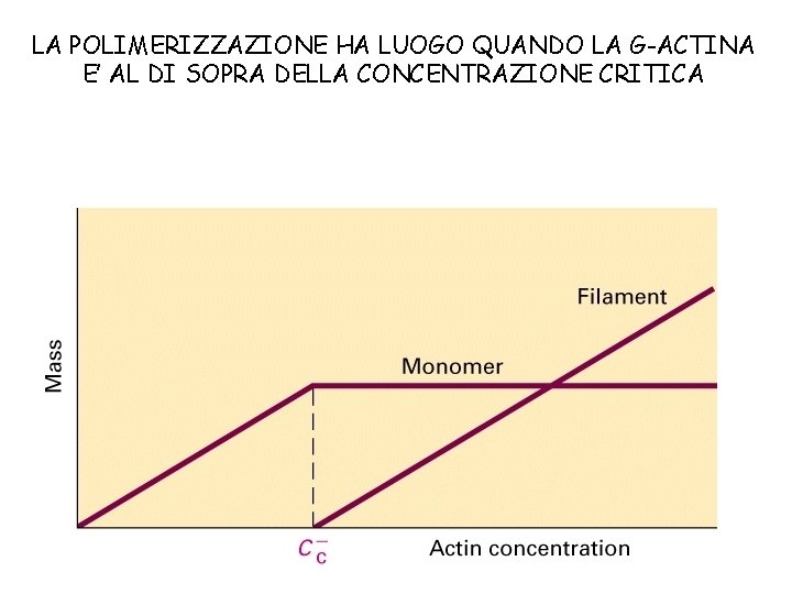 LA POLIMERIZZAZIONE HA LUOGO QUANDO LA G-ACTINA E’ AL DI SOPRA DELLA CONCENTRAZIONE CRITICA