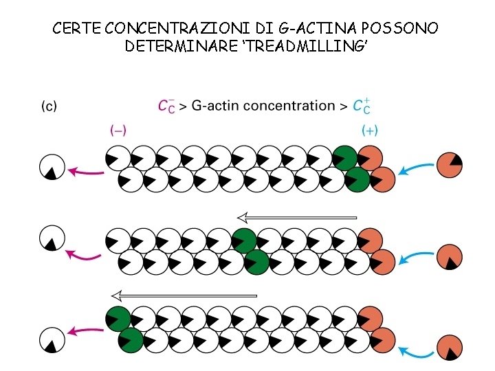 CERTE CONCENTRAZIONI DI G-ACTINA POSSONO DETERMINARE ‘TREADMILLING’ 