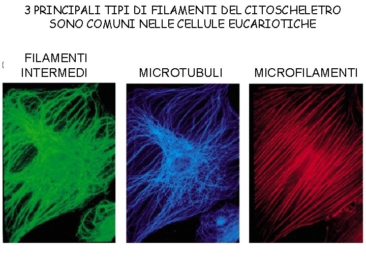 3 PRINCIPALI TIPI DI FILAMENTI DEL CITOSCHELETRO SONO COMUNI NELLE CELLULE EUCARIOTICHE FILAMENTI INTERMEDI