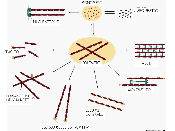 MONOMERI SEQUESTRO NUCLEAZIONE TAGLIO POLIMERI FASCI MOVIMENTO FORMAZIONE DI UNA RETE LEGAMI LATERALI BLOCCO