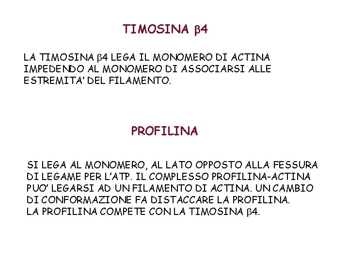 TIMOSINA b 4 LA TIMOSINA 4 LEGA IL MONOMERO DI ACTINA IMPEDENDO AL MONOMERO