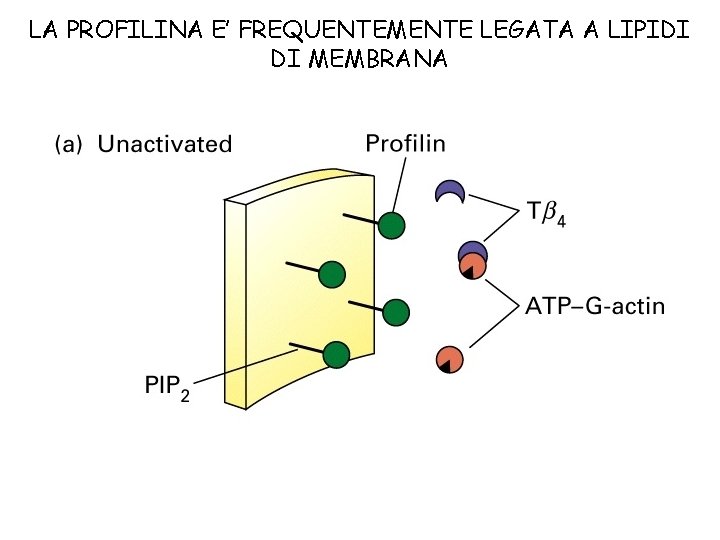 LA PROFILINA E’ FREQUENTEMENTE LEGATA A LIPIDI DI MEMBRANA 