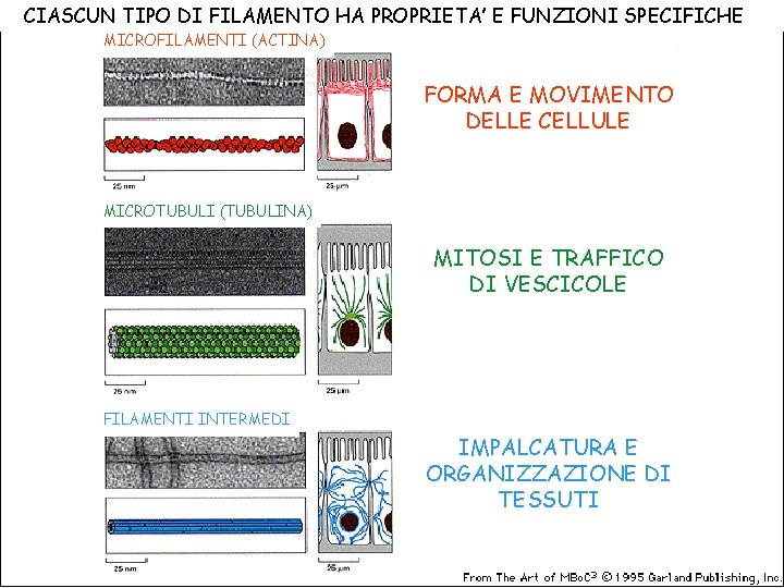 CIASCUN TIPO DI FILAMENTO HA PROPRIETA’ E FUNZIONI SPECIFICHE MICROFILAMENTI (ACTINA) FORMA E MOVIMENTO