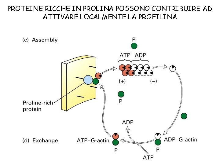 PROTEINE RICCHE IN PROLINA POSSONO CONTRIBUIRE AD ATTIVARE LOCALMENTE LA PROFILINA 