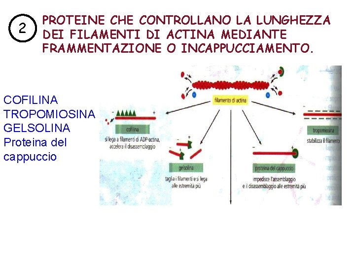 2 PROTEINE CHE CONTROLLANO LA LUNGHEZZA DEI FILAMENTI DI ACTINA MEDIANTE FRAMMENTAZIONE O INCAPPUCCIAMENTO.