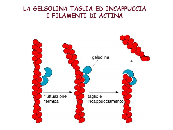 LA GELSOLINA TAGLIA ED INCAPPUCCIA I FILAMENTI DI ACTINA 