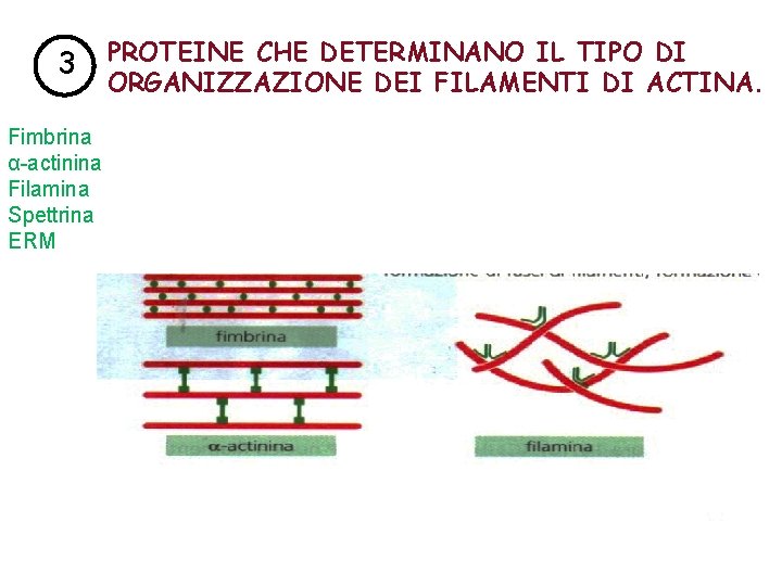 3 Fimbrina α-actinina Filamina Spettrina ERM PROTEINE CHE DETERMINANO IL TIPO DI ORGANIZZAZIONE DEI