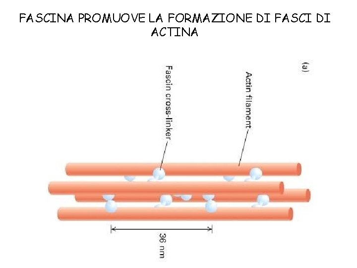 FASCINA PROMUOVE LA FORMAZIONE DI FASCI DI ACTINA 