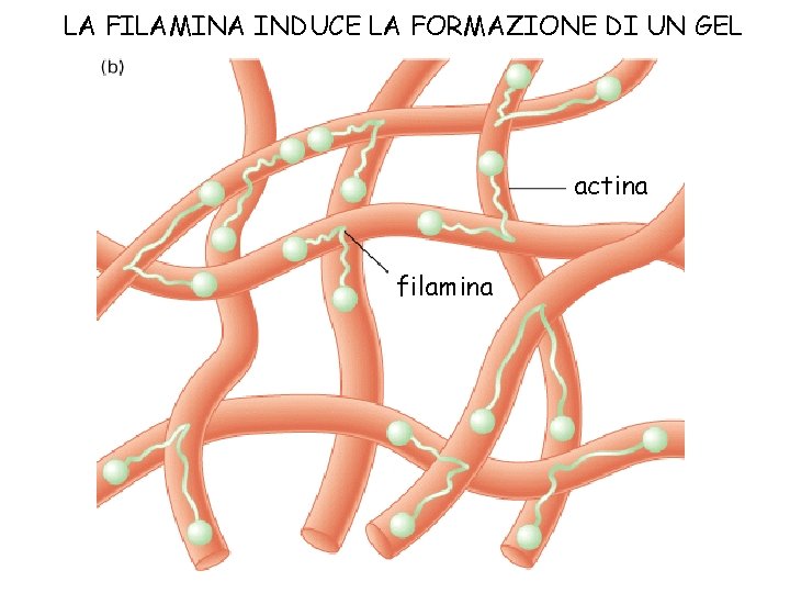 LA FILAMINA INDUCE LA FORMAZIONE DI UN GEL actina filamina 