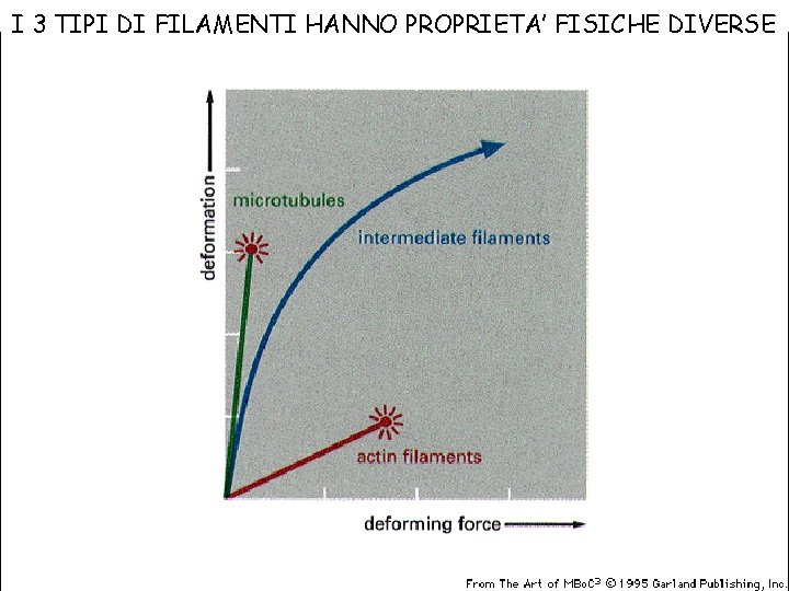 I 3 TIPI DI FILAMENTI HANNO PROPRIETA’ FISICHE DIVERSE 